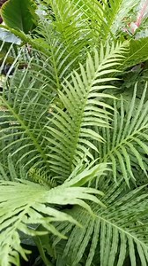 Blechnum / Care Grow Blechnum gibbum in moist, acidic soil or ericaceous compost, in a sheltered spot away from draughts. To increase humidity levels place the container on a tray of pebbles half-filled with water. For best results keep the compost moist but not wet. #blenchunfern #fern #blenchum #hardensasiyudad | Harden sa Siyudad