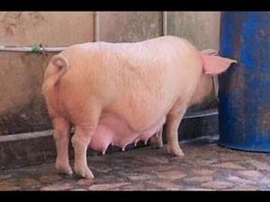 HOW TO FEED YOUR PIG DURING PREGNANCY