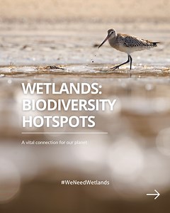 Today is #BiodiversityDay. Wetlands are central to solving the interrelated biodiversity and climate crises. In December, their importance was recognised by their inclusion in the Global Biodiversity Framework - a blueprint for countries to reverse nature loss. But to move from “agreement to action”, governments and businesses must prioritise wetlands. Only then will we be able to #BuildBackBiodiversity 🐅 🐸 🐊 🦆 🐠 | Wetlands International