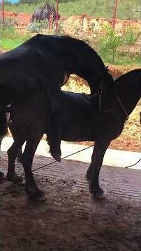 Apareando yeguas frisonas, cargando animales, apareamiento de animales, yeguas frisonas