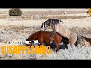 Wild Horses Are Disappearing… The Truth Will Shock You!