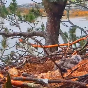 Goose Chick still ALIVE when Eagle_s start eating it | Million Viewer