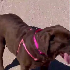 3.8K views · 545 reactions | It’s time for SHAKE IT SATURDAY!! Raise a paw if you’re a wigglebutt lover!! As you can imagine, we see many a wiggle around our rescue. We chosen just a few to share with you. Check out our website and consider an adoption. Let’s give these wigglers something to REALLY wiggle about…a forever home! #wigglebutt #shakeitsaturday #shakeit #NMDR | National Mill Dog Rescue | Facebook