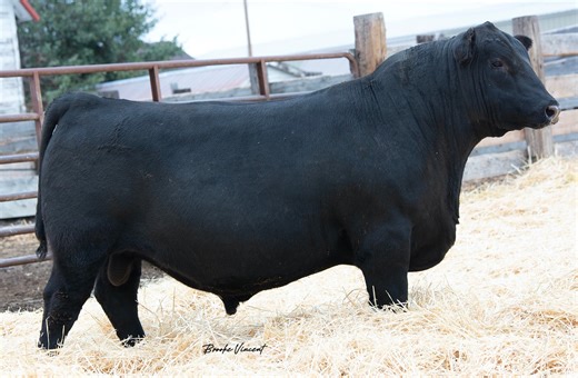 44 reactions | Buy the BEST ... Tuesday November 28 ... 600+ ANGUS...