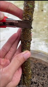 How to graft mulberry tree #Growing #Planting #FlowerPlant #Anthurium #plantingroots #roses | We Captain | Facebook