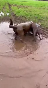 20K views · 61 reactions | Unexpected Mud Bath! A playful moment turns into a muddy surprise for this man! #fblifestyle #AI Generated using Kling AI . . . (For entertainment purposes only. Consult professionals if guidance on activities is presented. No brand affiliation is implied if any are shown. If inspired by true events, creative adaptations may be included. Content may include public footage.) | Fabiosa Australia | Facebook