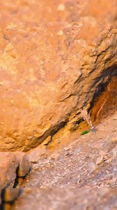 🐐 Baby Ibex Descends 13,000ft to find her Parents❗️🦊 #ibex #fox | Ocean's Depth