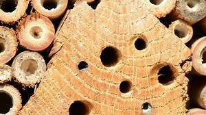 Bienenvolk Osmia Bicornis Nistkerei auf speziellem: Stockvideos & Filmmaterial (100 % lizenzfrei) 6082070 | Shutterstock