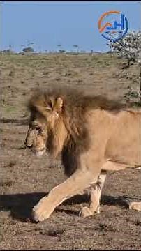 Powerful Life Lessons We Learn Only From Animals