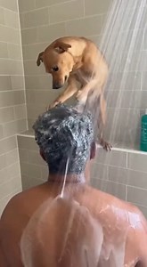 401K views · 3.9K reactions | A rare moment of a loyal dog giving his owner a relaxing wash. #rescue #animals #usareels This video was produced by Network Media and Blue-X Studio | The Imaginary Art Exhibit | Facebook