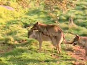 Wolf Mating
