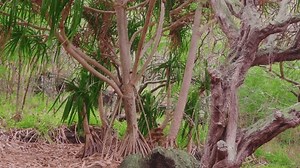 Un gros plan d'un unique arbre : vidéo de stock (100 % libre de droit) 3996258205 | Shutterstock