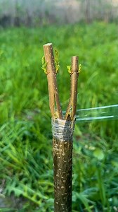 Easy DIY Grafting Technique! | Bored Panda Art