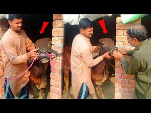 nose piercing of cow bull | balu ke nakail dal di | adil charwaha