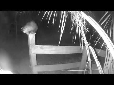 OPOSSUM ON FENCE | WILDLIFE MOMENTS CAUGHT ON CAM | BLINK CAM SERIES WILD FLORIDA AT NIGHT #opossum