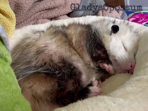 688K views · 44K reactions | Sneaking a grëp into Gladdy’s bed   | Gladys the Opossum | Facebook