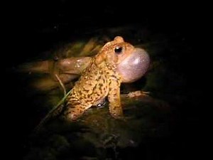 American toad (Bufo americanus) calling