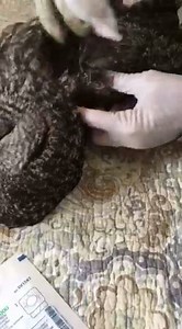 Once the great grey owl was under anesthesia, we checked her wing out. She has a mid shaft right humerus fracture. The specialized avian orthopedic surgeons at the Raptor Center will be giving her the further specialized care she needs. Thanks so much to Elda for saving her from the side of the road. | Wildwoods