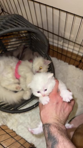 #foryou #fyp #قطط #viral #cat