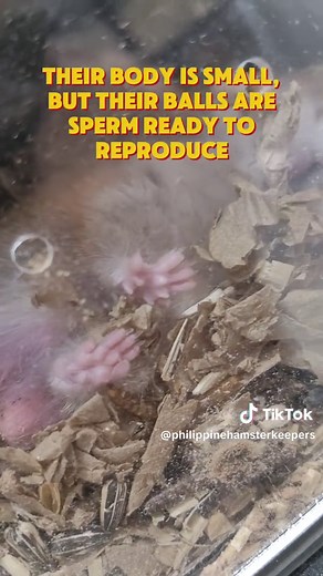 Why Male Hamsters Have Big Balls: The Science Behind It