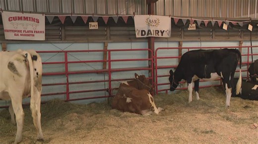 The Dairy Cow Barn is a fan favorite at the fair, and you can check it out one last time for the year this weekend. | KREM 2 News
