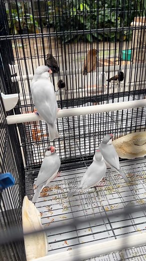 Silver Java finches enjoying a calm moment together. Their soft colors and gentle behavior always bring peace to the aviary. #FinchJogja #JavaFinch #SilverFinch #AviaryLife #HighCPMContent | Indra Prihantoro