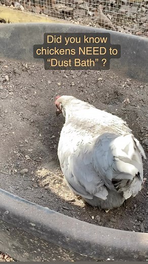 Dust Baths for the Win 🛁 What we add to ours: •Wood ash from our chiminea •Sand •Potting soil •DE (diatomaceous earth) #fatsgreengarden #chickenkeeper #dustbath | Fatsgreengarden