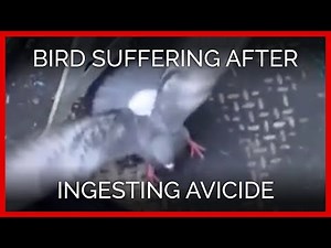 Bird Suffering After Ingesting Avicide