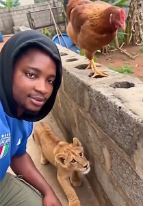 Baby lion wanna play with hen #viral #trending #lion | Lion