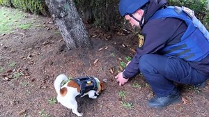 Bomb-sniffing dog detects explosives in Ukraine, video shows