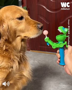 16K views · 125 reactions | Introducing the Genius Golden Retriever  | Watercooler Animals | Facebook