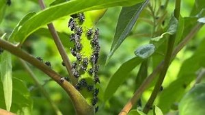 Be on the lookout! #SpottedLanternfly nymphs are tiny, smaller than a pencil eraser at this point. Where you find one, you’ll likely find thousands more! If you see this invasive pest, smash it and then contact bugbusters@wvda.us. | West Virginia Department of Agriculture