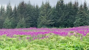 3.3K views · 113 reactions | Fireweed lighting up the roads here in Homer!  #homer #alaska | Wild Alaskan Company | Facebook