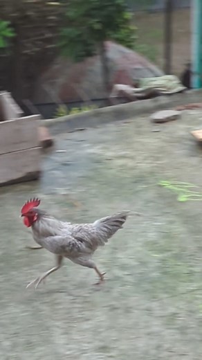 The Gray Rooster Returned Home #rooster | Sami Loft & FarmHouse