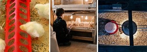 5 Best Expert Tips-How to Keep a Chick Brooder Clean