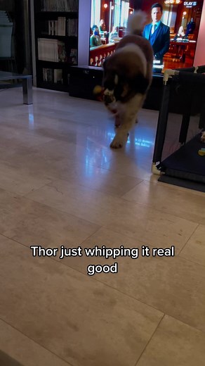 Moscow Watchdog Thor sur TikTok