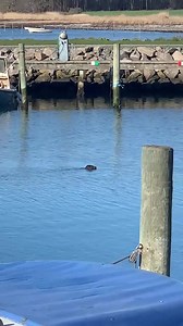 4.3K views · 364 reactions | Nysgerrig lille fætter i Hou Lystbådehavn 玲 Tak til Rikke Gjerulff for fin video fra vores lokale natur  | Odder Kommune | Facebook