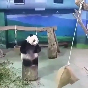 187K views · 1.3K reactions | Timing is everything  | Rumble | Facebook