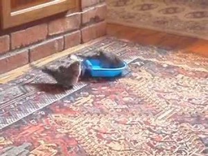 Funny Great Bird Bath Video - 2 HAPPY Bourke Parrots