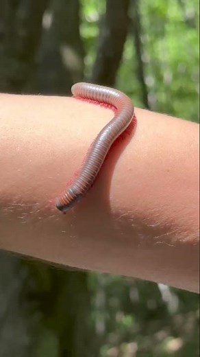 Centipede Vs Millipede
