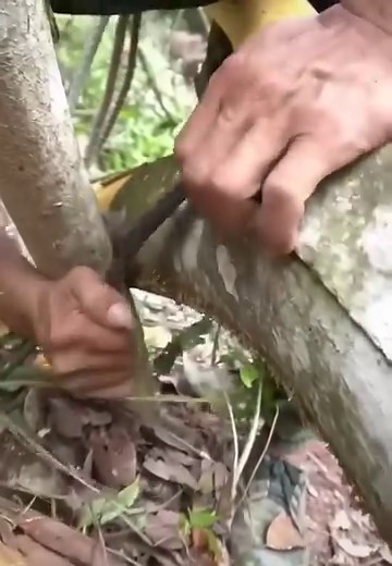Technique getting cinnamon out of tree | Snake Farm