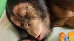 279K views · 10K reactions | Teething is hard. 李 #chimplove #chimp #chimpanzee #alizeti #sedgwickcountyzoo #wichitaks #zoo #kansas #toocute #notapet | Sedgwick County Zoo | Facebook