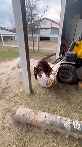 Alpacas stand up to dogs at pasture | Shirtless Jake's Homestead