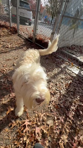 Just goofing around with my doodle friends  Coen, Pyper, and Nora | Beach Dogz Daycare & Enrichment Center | Facebook