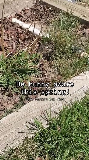 🐇Baby rabbits are born, March-September, hairless with eyes closed and may be found in a shallow ground nest lined with fur and covered with grass, leaves, etc. 🐇To avoid attracting predators, mom rabbit visits the nest only briefly to feed and care for the babies, usually near dawn and dusk. Young rabbits found in or around a nest should be left alone. 🐇If necessary, a nest may be protected by placing a barrier over it with a gap to allow the mother access. Do not move the nest. 🐇A rabbit t