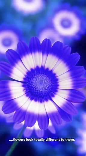 Butterflies See Colors We Can’t - Shortcut #fact #facts #shorts #short #reels #viral #fyp #history | Eyes of the Unknown