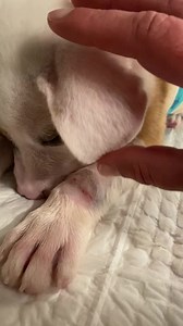 Project Freedom Ride on Reels