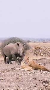 In a hypothetical encounter between rhinos and lions, several factors would come into play, and the outcome would depend on various circumstances, including the species of rhino involved and the number and coordination of the lions. Possible Scenarios: Rhino vs. Lion Pride: In a direct confrontation between a rhino and a pride of lions, the rhino's size and strength would likely give it a significant advantage. Rhinos have been known to fend off lion attacks successfully, and a single charge fro