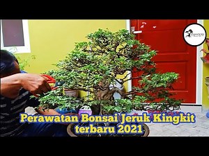 MERAWAT BONSAI JERUK KINGKIT 2021