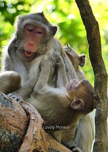 4.9K views · 172 reactions | Really Beautiful family monkey jane, monkey jane she is take care poor monkey jonna and monkey jazzy so good, lovely monkey. | Lovely Monkey | Facebook